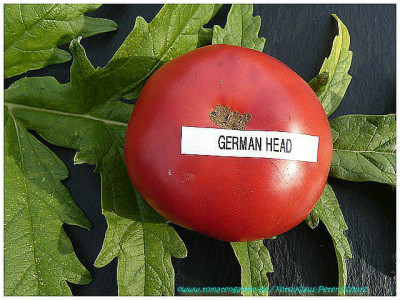 German_Head_2011_01.jpg