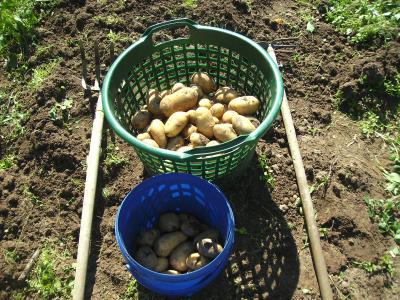 KartoffelnGala.jpg
