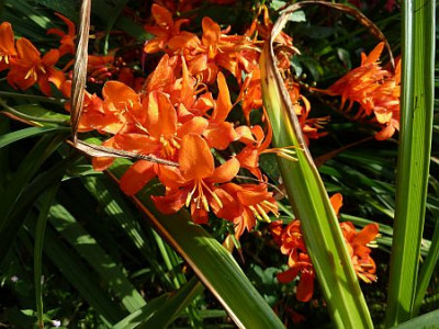 Crocosmia_Luzifer_P10208711.jpg