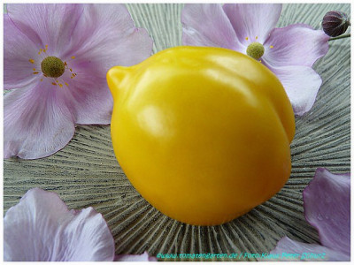 Plum_Lemon_2011_02.jpg