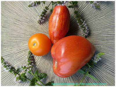 Tangella_Casadys_Folly_Reif_Red_Heart01.jpg