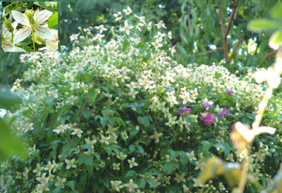 serratifolia_Grace_011_08.jpg