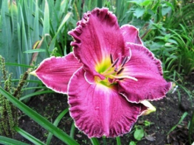 Bela_sera_Hemerocallis_349.jpg