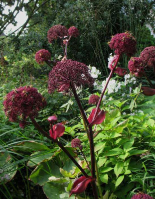 Angelica_gigas1.jpg