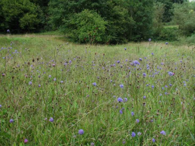 Succisa_Wiese.jpg