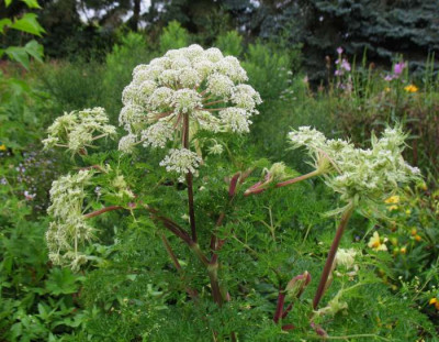 Selinum_wallichianum2.jpg
