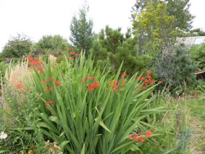 C._paniculata.JPG