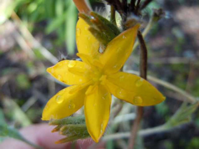 Hypoxis_002.JPG