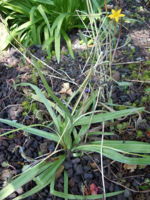 Hypoxis_001.JPG
