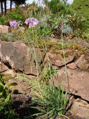 Hypoxis_003.JPG