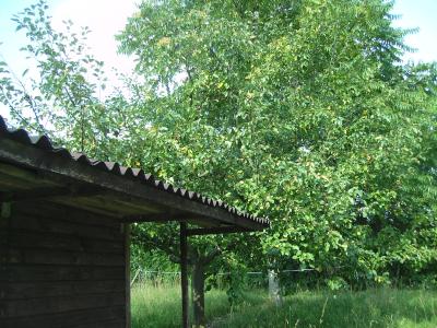 namenloserApfelbaum.jpg