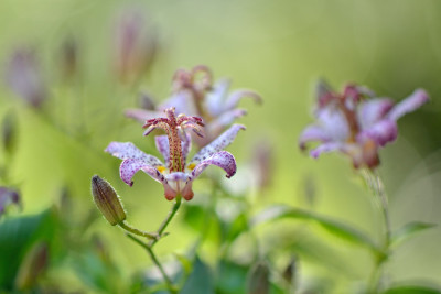 Tricyrtis-mini-Aug1911.jpg