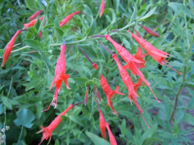 zauschneria_002.JPG