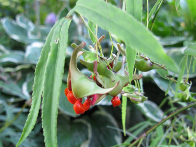 Euonymus_cornutus_var_quinquecornutus_Gartenpur.jpg