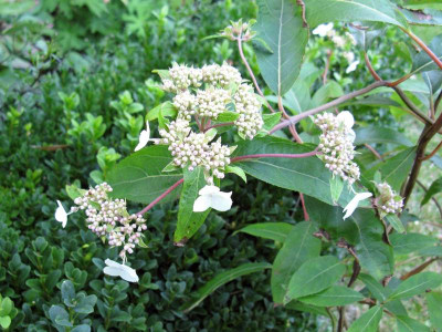 Hydrangea_strigosa_Gartenpur.jpg