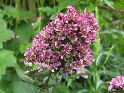 Phlox_paniculata_Natural_Feelings_Gartenpur.jpg