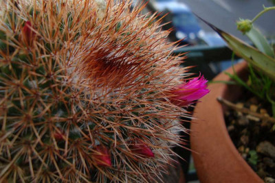 meineuraltmammilaria_20110819_zg.jpg