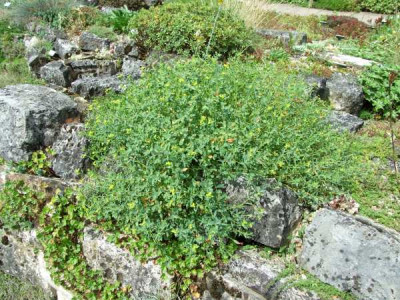 Euphorbi_spinosa.jpg