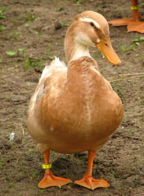 ente1.jpg