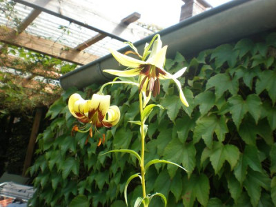 Lilium_nepalense.jpg