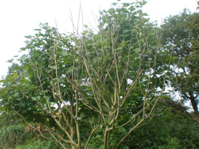 Catalpa_bignonioides.jpg
