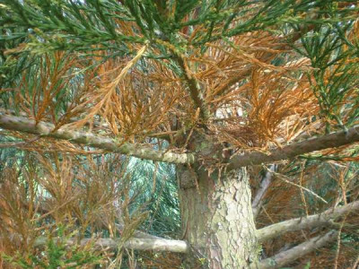 Sequoiadendron_giganteum_mit_Zapfen.jpg