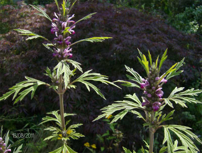 leonurus-artemisia-190811.jpg