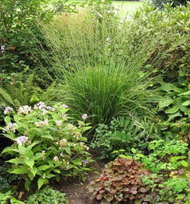 Molinia_Transparent_800x600.jpg