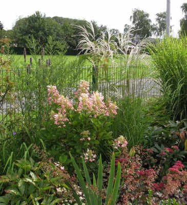 Miscanthus_Kleine_Fontaine_800x600.jpg