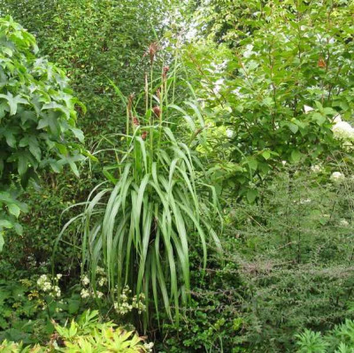 Miscanthus_Zwergelfant_800x600.jpg