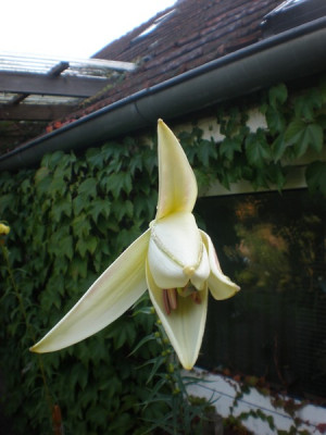 Lilum_sargentiae_8h.jpg