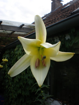 Lilum_sargentiae_10h.jpg