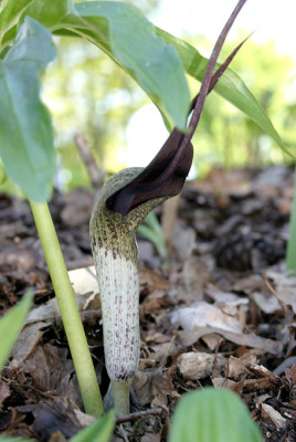 IMG_0272_eArisaema_thunbergii_ssp_urashima.JPG