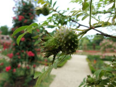 Rosa_Roxburghii_X__Rosa_rugosa.jpg