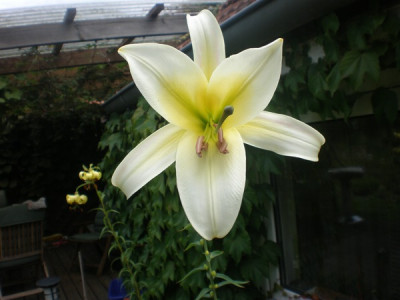 Lilum_sargentiae_13.00h.jpg