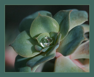 Echeveria-Trane_08-05-05.jpg