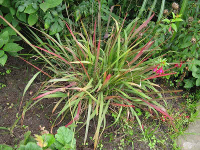 Eragrostis_spectabilis_Gartenpur.jpg