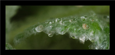 Fellige_Tropfen_Salvia_Argentea_08-05-05.jpg