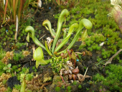 Darlingtonia_mit_Samlingen.jpg
