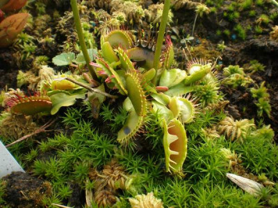 Dionaea_0.jpg