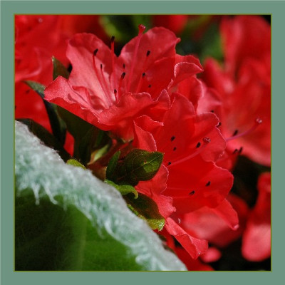 Rouge_et_vert-gris_-_Azaleenauftritt_vor_Salvia_Argentea_08-05-05.jpg