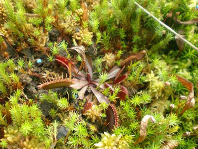 Dionaea_rot.jpg