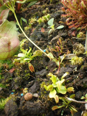 Dionaea-Samlinge.jpg