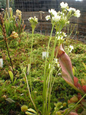 Dionaea_mit_Blutenstand.jpg