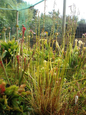 Drosera_filiformis.jpg