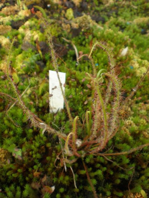 Drosera_filiformis-Samling.jpg