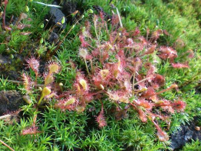 Drosera_x_Beleziana.jpg