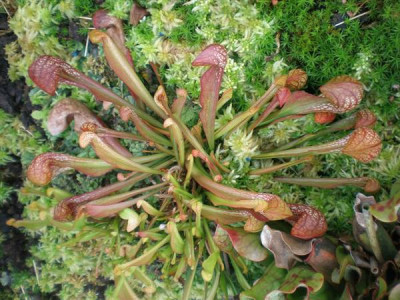 Sarracenia_psittacina.jpg