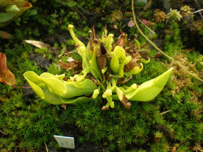 Sarracenia_purpurea_ssp_venosa_var._heterophylla.jpg