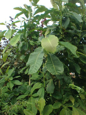 Magnolia_officinalis_xy.jpg